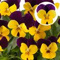 Bild von Viola P9 kleinbloemig Yellow purple jump up